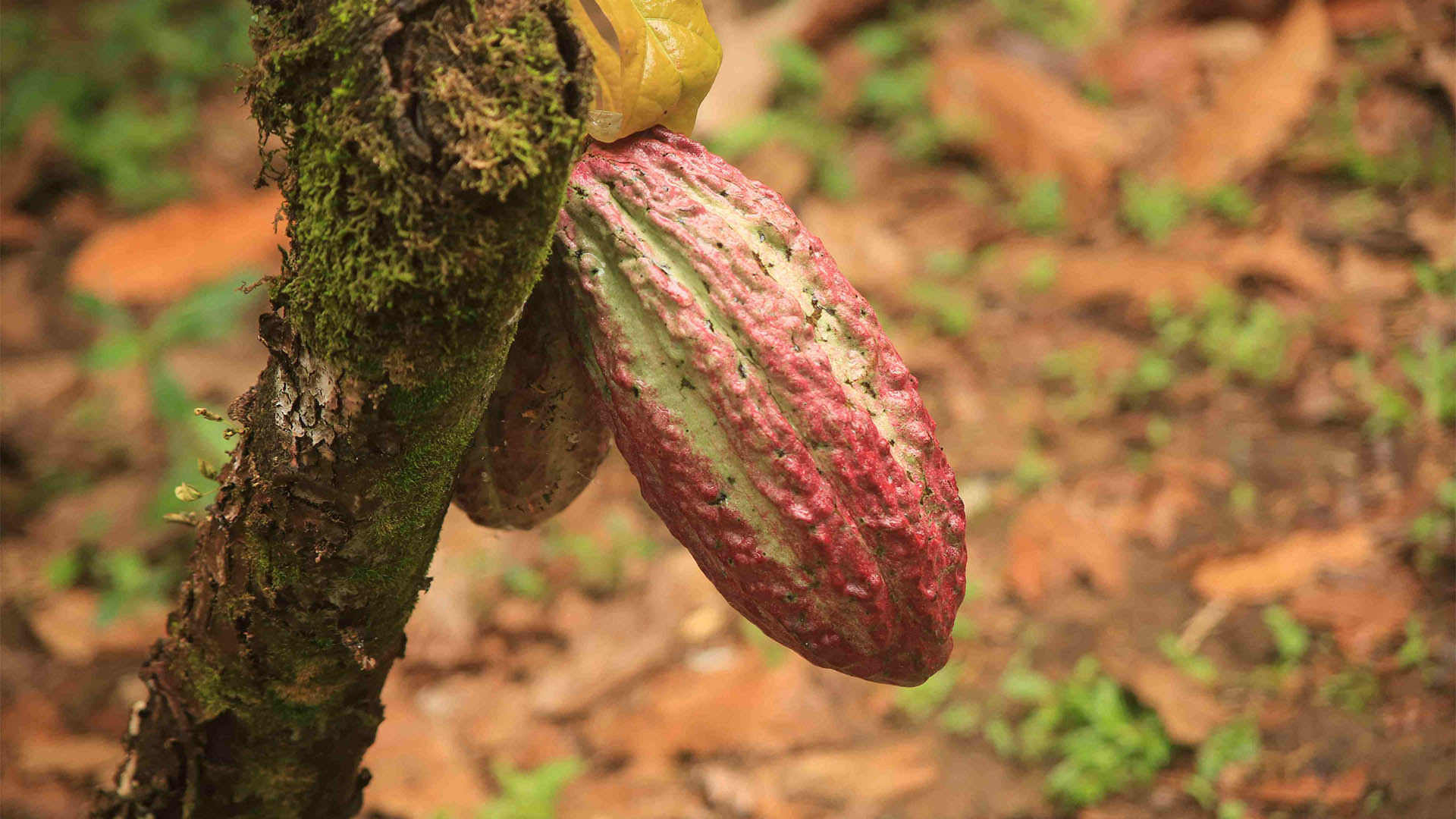 _0009_Producción de cacao_1